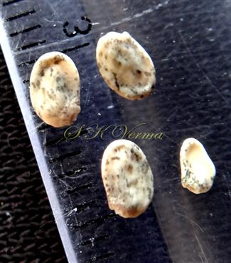  Seeds